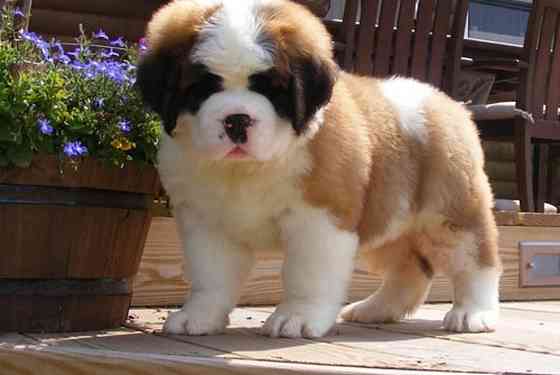 Saint Bernard Puppies Hamburg