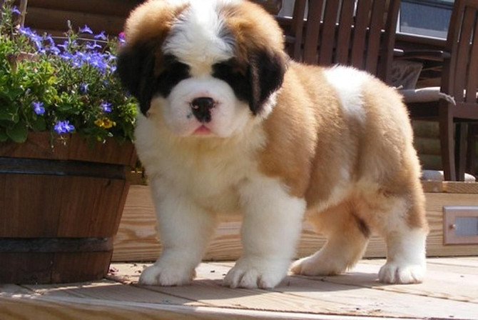 Saint Bernard Puppies Гамбург - изображение 1