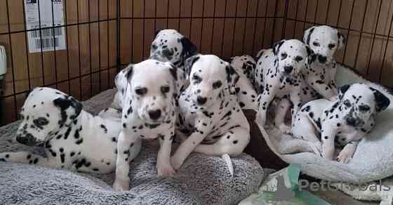 Dalmatian puppies Гамбург