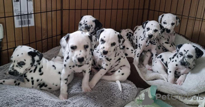 Dalmatian puppies Hamburg - photo 1