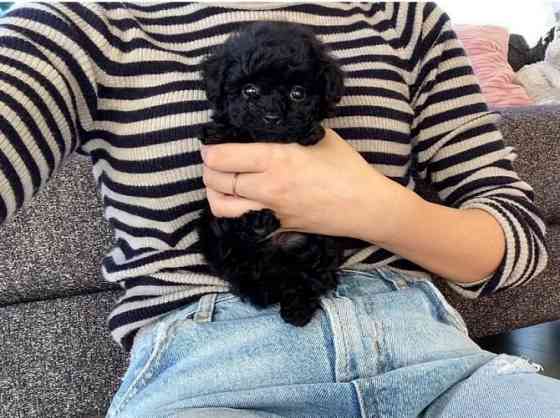 Toy Poodle Puppies Гамбург