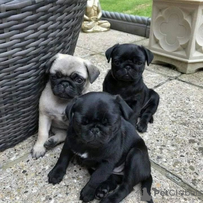 Pug Puppies Hamburg - photo 1