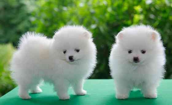 Pomeranian Puppies Гамбург