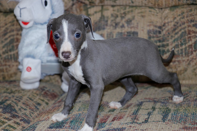 Italian Grey Hound Puppies Hamburg - изображение 1