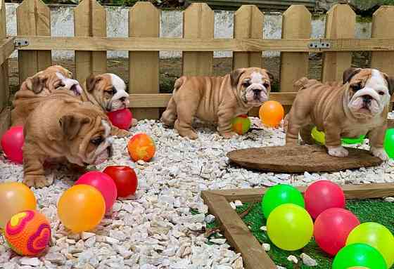 English Bulldog Puppies Kaiserslautern