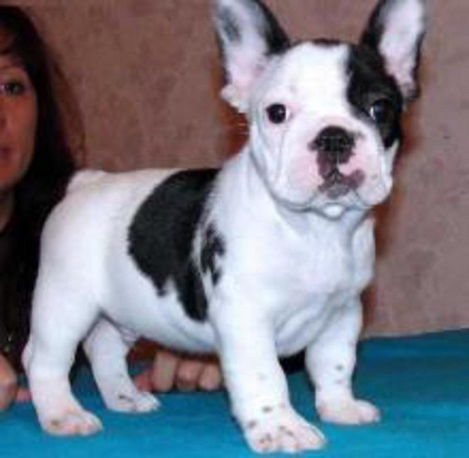 French Bulldog Puppies Kaiserslautern - photo 2