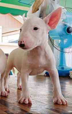 Bull Terrier Puppies Kaiserslautern