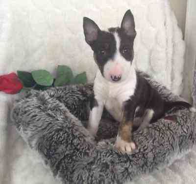 Bull Terrier Puppies Kaiserslautern