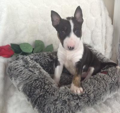 Bull Terrier Puppies Kaiserslautern - photo 2