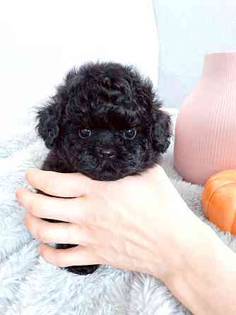 Toy Poodle Puppies Кайзерслаутерн