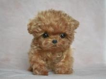 Toy Poodle Puppies Kaiserslautern - photo 1