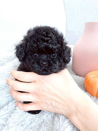 Toy Poodle Puppies Кайзерслаутерн - изображение 2