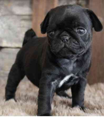 Pug Puppies Kaiserslautern