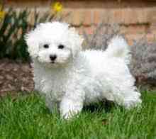 Bichon frise Puppies Kaiserslautern