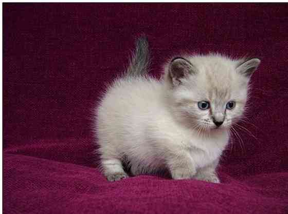 Munchkin kittens Кайзерслаутерн