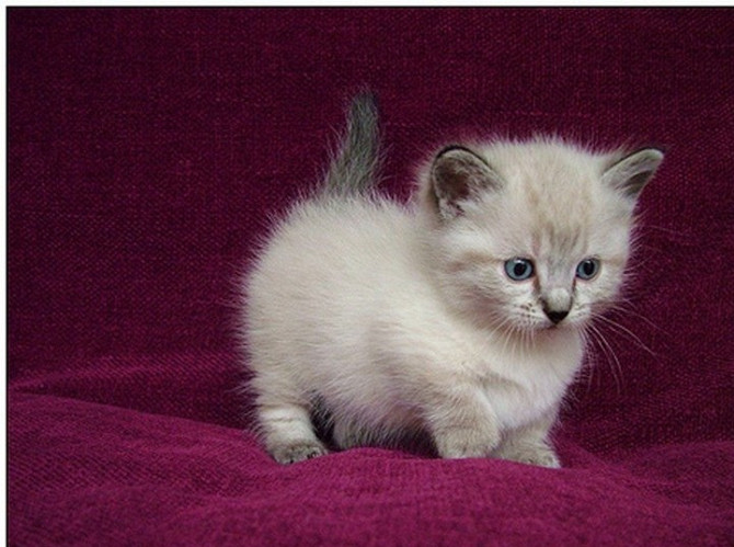 Munchkin kittens Кайзерслаутерн - изображение 1