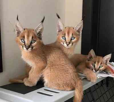 Caracal kittens Кайзерслаутерн