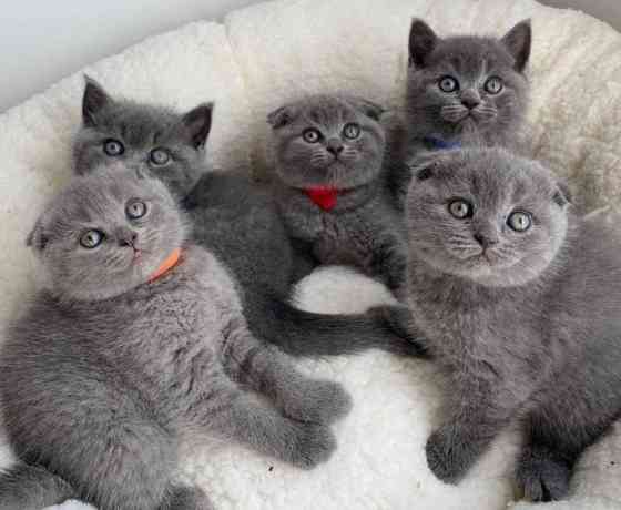 Scottish fold kittens Берлин