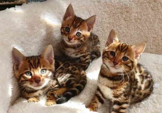 Bengal kittens Берлін