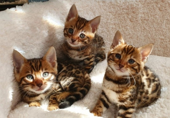 Bengal kittens Berlin - photo 1