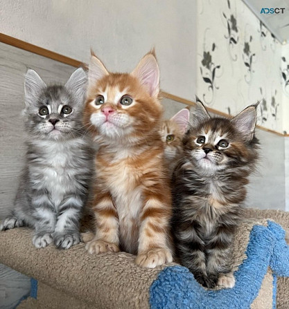 Maine coon kittens Berlin - photo 1