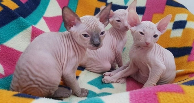 Sphynx kittens Берлин - изображение 1