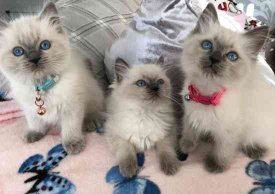 Ragdoll kittens Берлін