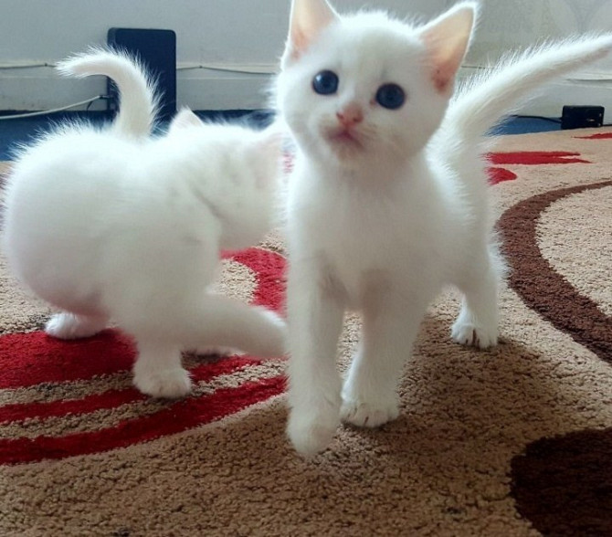 Turkish Angora kittens Берлін - изображение 1