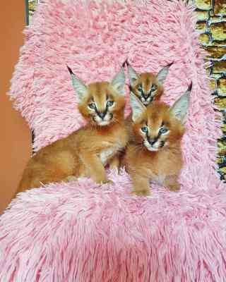 Caracal kittens Berlin