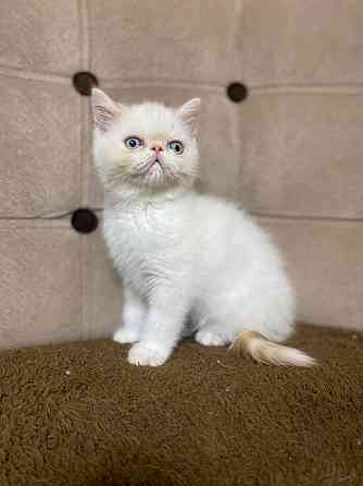 Exotic Shorthair kittens Берлин