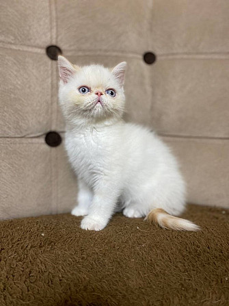 Exotic Shorthair kittens Berlin - photo 1