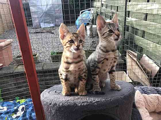 Savannah kittens Берлін