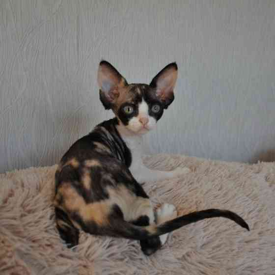 Devon Rex kittens Берлін