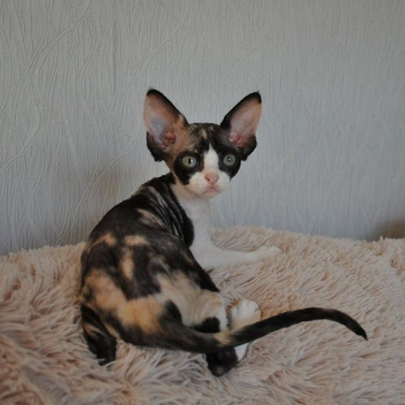 Devon Rex kittens Berlin - photo 1