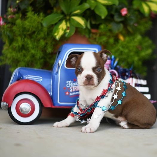 BOSTON TERRIERE PUPPIES Schwerin - photo 1