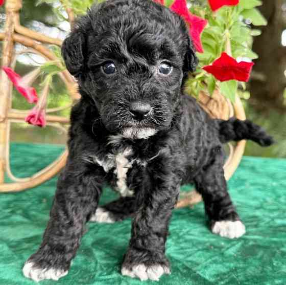 LABRADOOLDLE PUPPIES Шверін