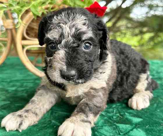 LABRADOOLDLE PUPPIES Шверін