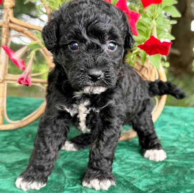 LABRADOOLDLE PUPPIES Шверін - изображение 2