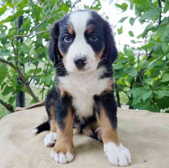 Bernese mountain litters Шверін