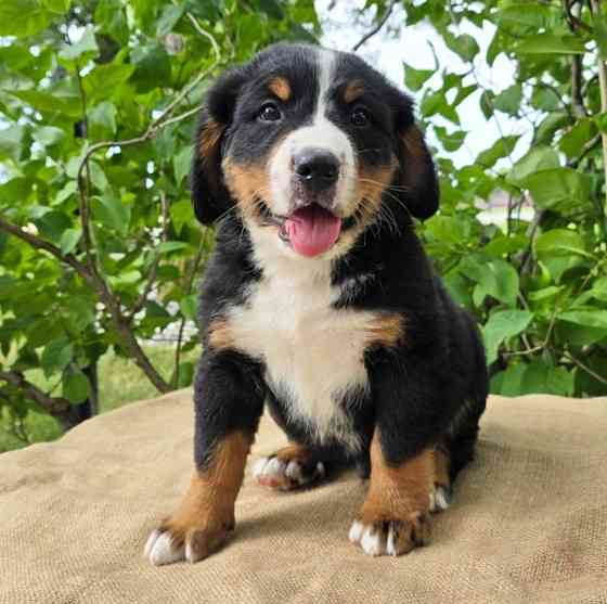 Bernese mountain litters Шверін