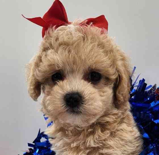 Maltipoo Bremen