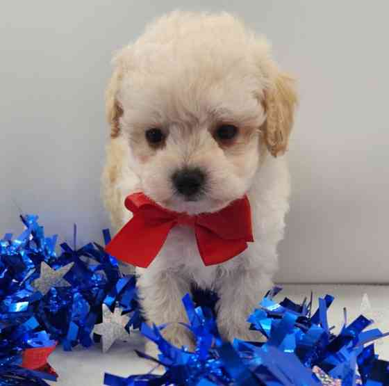 Maltipoo Bremen