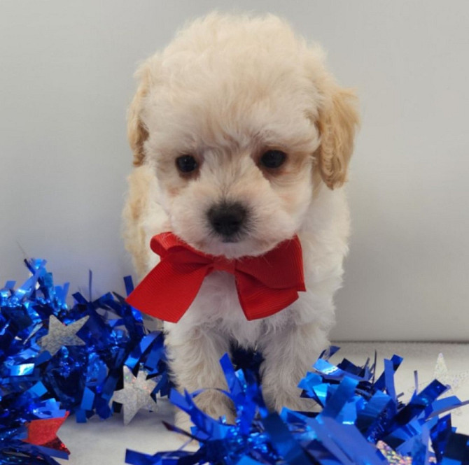 Maltipoo Bremen - photo 2