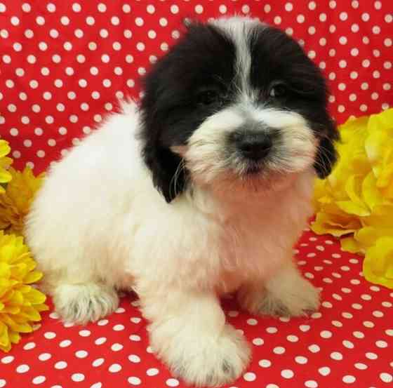 Coton De Tulear litter Саарбрюккен