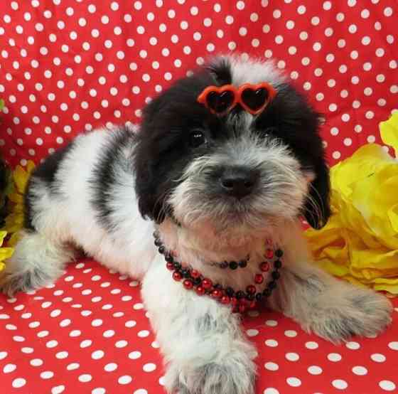 Coton De Tulear litter Саарбрюккен