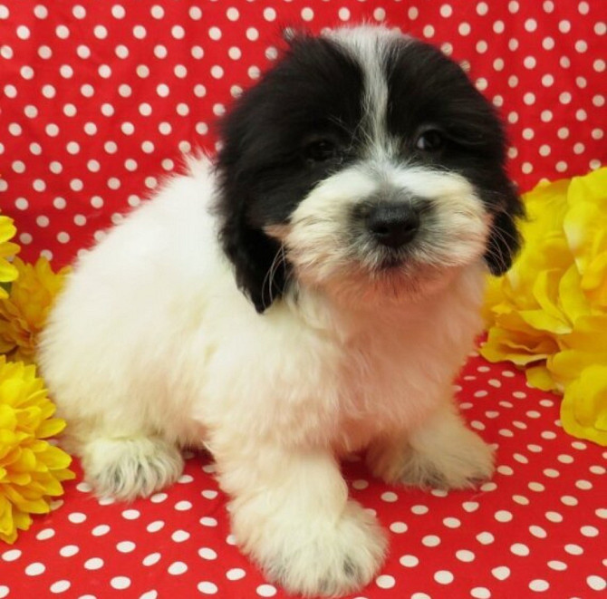 Coton De Tulear litter Saarbruecken - photo 2