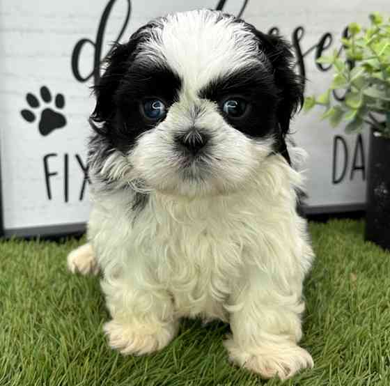 Shih Tzu Berlin