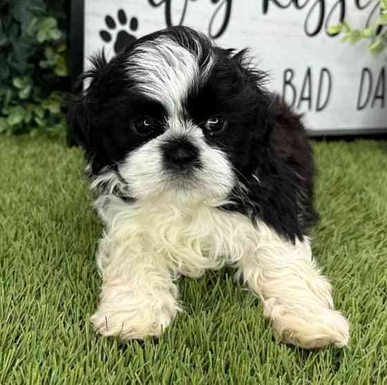 Shih Tzu Berlin