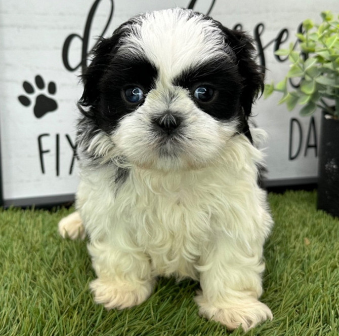 Shih Tzu Берлин - изображение 1