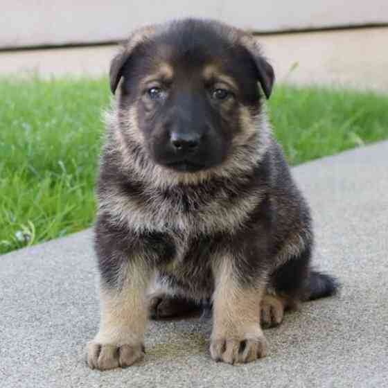 German Shepherds Stuttgart